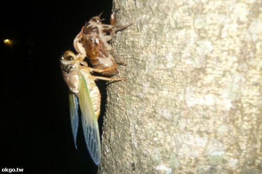 昆蟲銳變過程
相片來源：台東涵園民宿