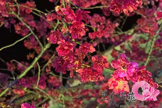 
相片來源：三義櫻花渡假會館