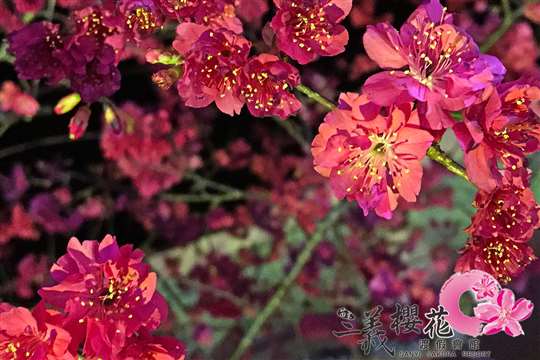 
相片來源：三義櫻花渡假會館
