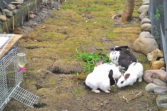 
相片來源：新竹內灣田園春曉包棟民宿
