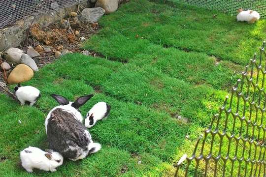 
相片來源：新竹內灣田園春曉包棟民宿