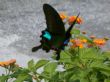 花園中的青斑蝶