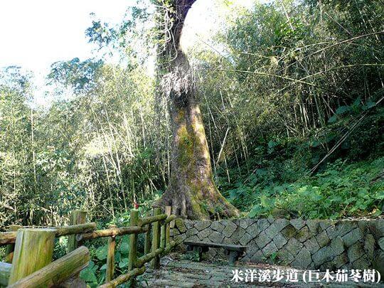 米洋溪步道(巨木茄苳樹)
相片來源：阿里山～頂石棹茗苑民宿