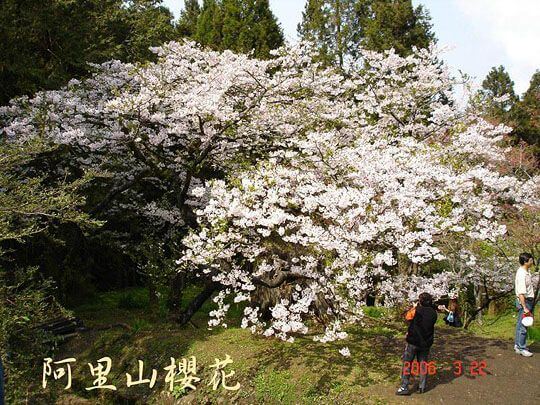 阿里山櫻花季
相片來源：阿里山～頂石棹茗苑民宿