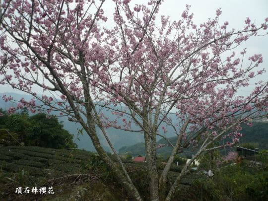 頂石棹櫻花
相片來源：阿里山～頂石棹茗苑民宿