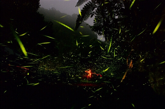 螢火蟲
相片來源：瑞里阿漢的家民宿（原瑞勝渡假村）