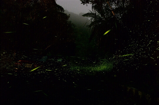 螢火蟲
相片來源：瑞里阿漢的家民宿（原瑞勝渡假村）