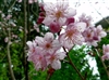 櫻花季