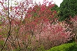櫻花盛開的季節