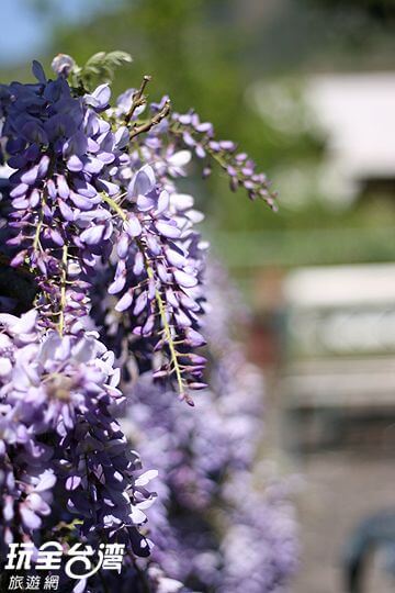 紫藤花開
相片來源：拉拉山達觀農場