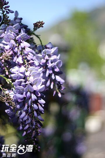 紫藤花開
相片來源：拉拉山達觀農場
