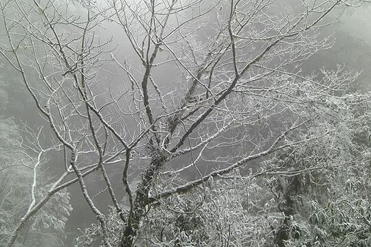下雪囉~銀色世界
相片來源：拉拉山達觀農場