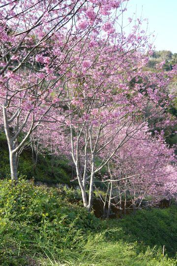 櫻花篇
相片來源：拉拉山達觀農場