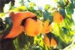 夏嚐水蜜桃
相片來源：拉拉山達觀農場