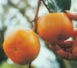 秋收甜柿
相片來源：拉拉山達觀農場