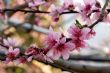拉拉山桃花源農莊內桃花園 拉拉山桃花源農莊內桃花園