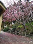 2016 櫻花開 2016 櫻花開