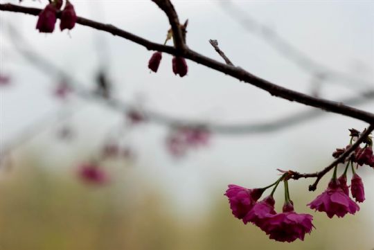 逍遙居盛開的櫻花
相片來源：溪頭逍遙居民宿