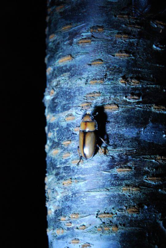 園區的昆蟲2012.6.26
相片來源：溪頭逍遙居民宿