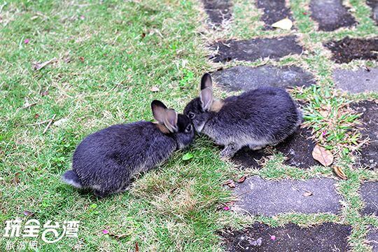 園區兔子
