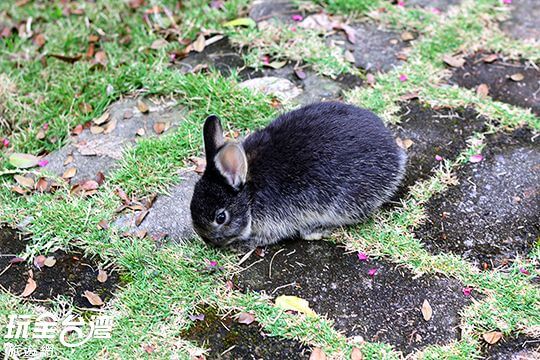 園區兔子
