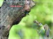 五色鳥育雛4 五色鳥育雛4