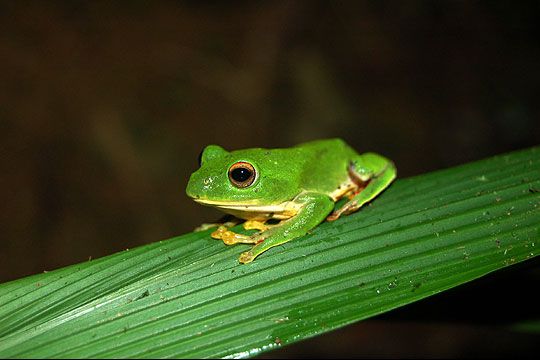 莫氏樹蛙
相片來源：青蛙ㄚ婆ㄟ家民宿