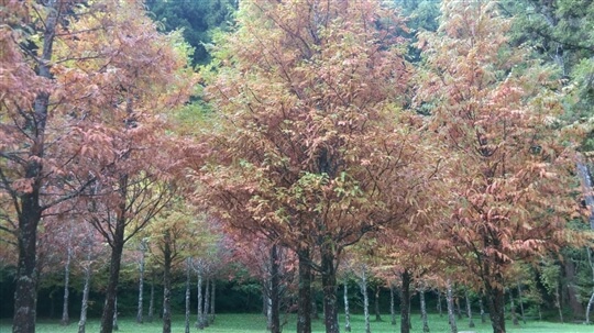 杉林溪的楓葉季已開始，水杉黄正漂亮。
　