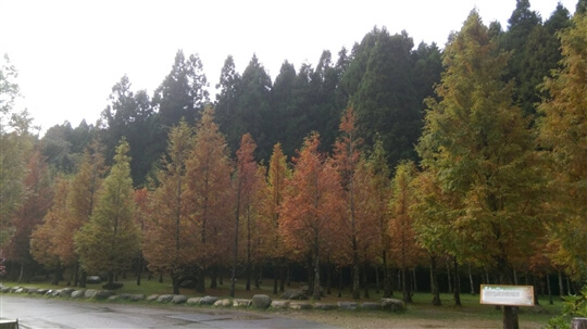 杉林溪的楓葉季已開始，水杉黄正漂亮。
　
