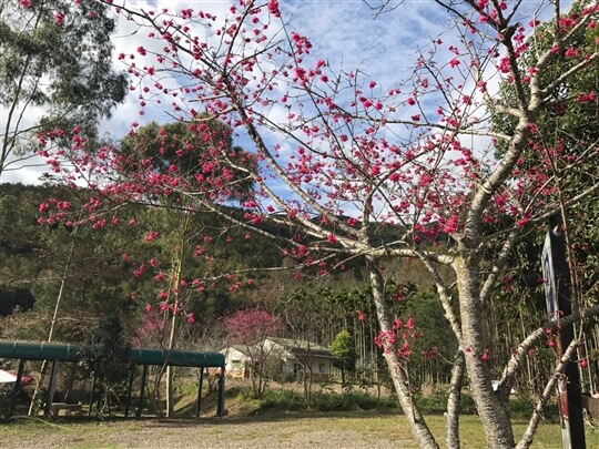 
相片來源：溪頭禪鏡民宿