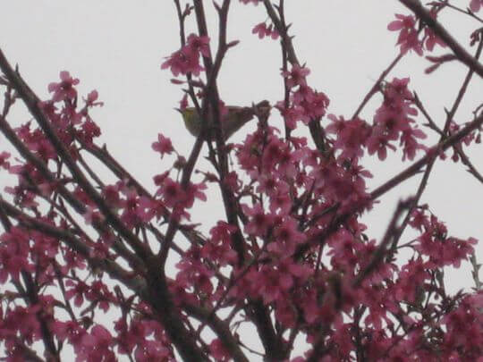 櫻花樹上的綠繡眼
相片來源：日月潭香菇寮生態營地