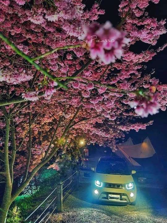 櫻花🌸
相片來源：新竹五峰露營區‧移動城堡露營