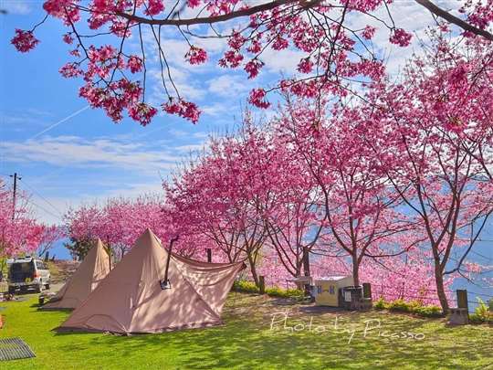 櫻花🌸
相片來源：新竹五峰露營區‧移動城堡露營