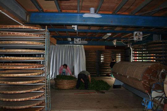 製茶過程
相片來源：杉林溪住宿‧旭爸爸的窩露營區