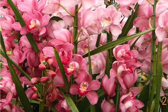 粉紅虎頭蘭
相片來源：阿里山花舞山嵐農莊