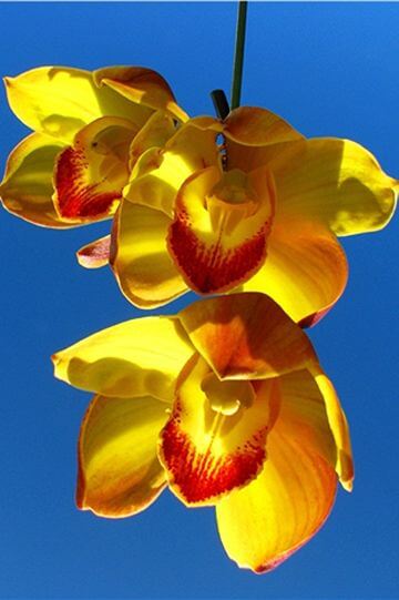 黃色虎頭蘭
相片來源：阿里山花舞山嵐農莊