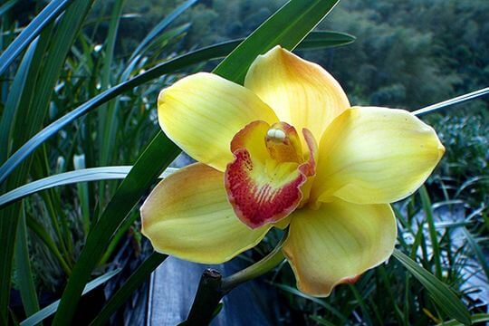 黃色虎頭蘭
相片來源：阿里山花舞山嵐農莊