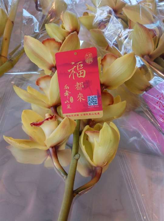 
相片來源：阿里山花舞山嵐農莊