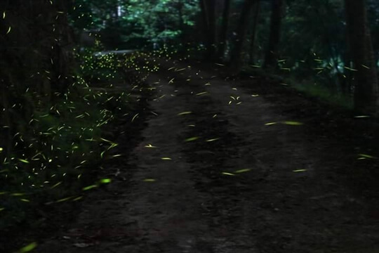 
相片來源：瑞里山間茶墅民宿