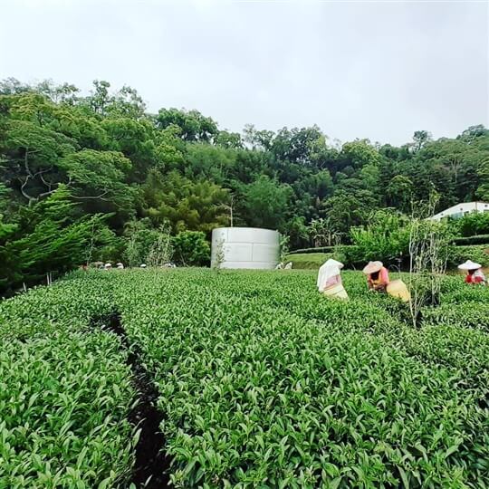 
相片來源：瑞里山間茶墅民宿
