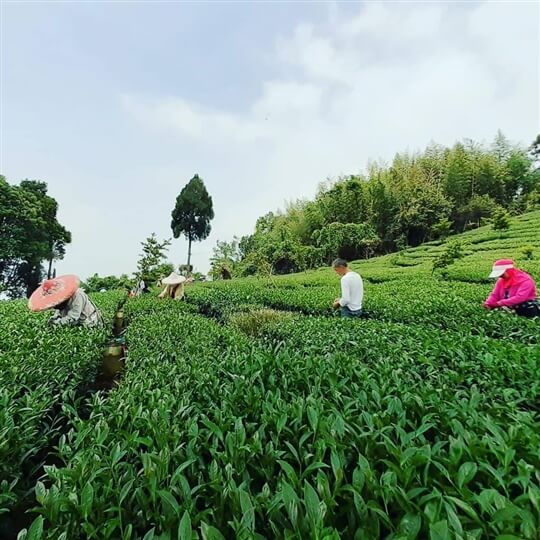 
相片來源：瑞里山間茶墅民宿