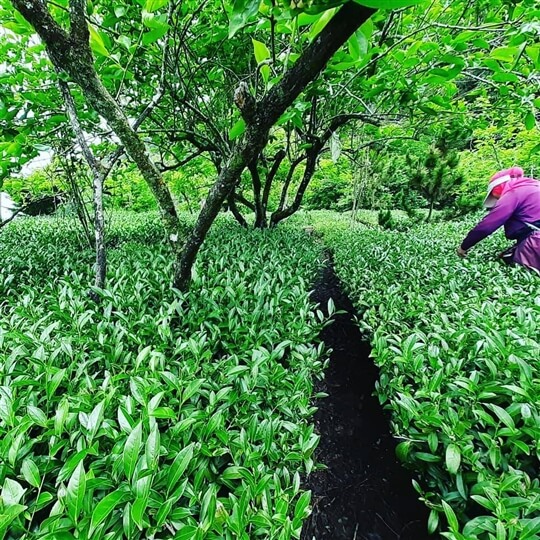 
相片來源：瑞里山間茶墅民宿