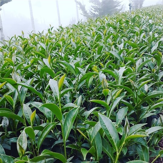 
相片來源：瑞里山間茶墅民宿