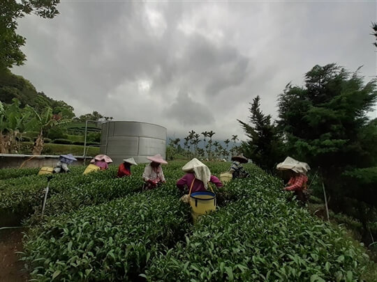 
相片來源：瑞里山間茶墅民宿