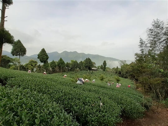 
相片來源：瑞里山間茶墅民宿