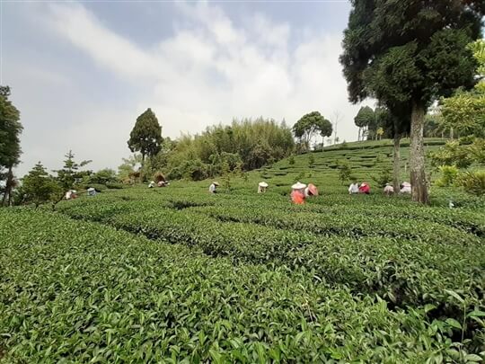 
相片來源：瑞里山間茶墅民宿
