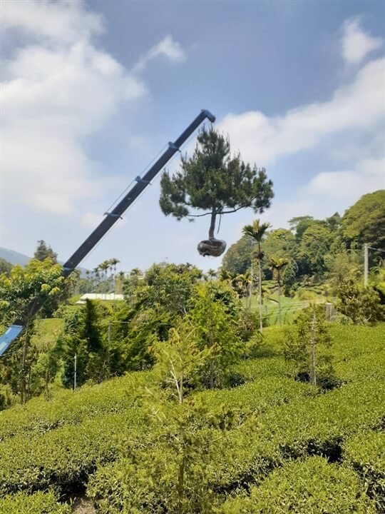 
相片來源：瑞里山間茶墅民宿