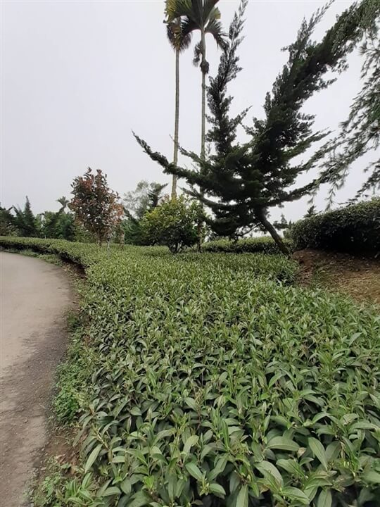 
相片來源：瑞里山間茶墅民宿