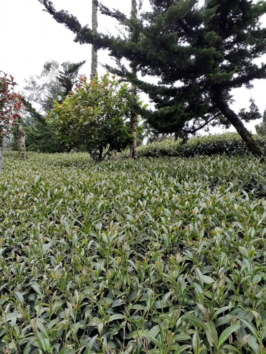 
相片來源：瑞里山間茶墅民宿