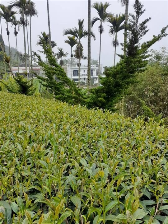 
相片來源：瑞里山間茶墅民宿